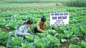 Tư vấn Chứng nhận VietGAP 