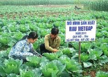 Tư vấn Chứng nhận VietGAP 